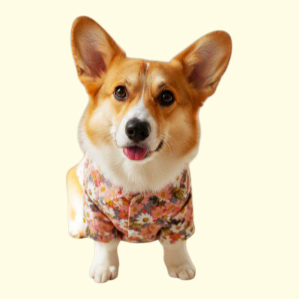 Chaqueta de Pana o Corduroy para mascotas
