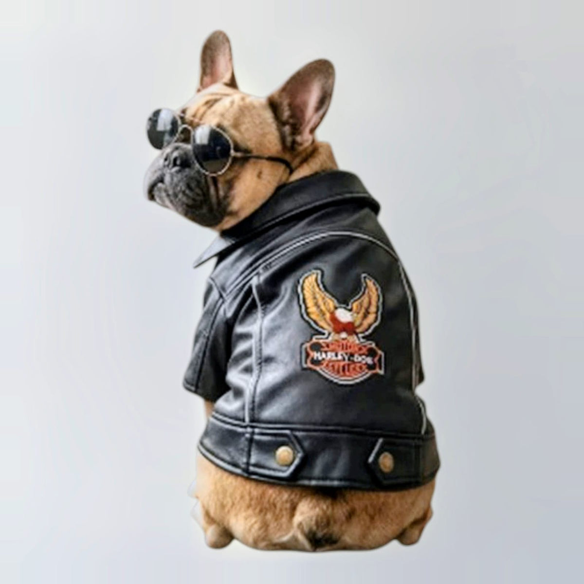 Casaca de cuerina Harley Dog